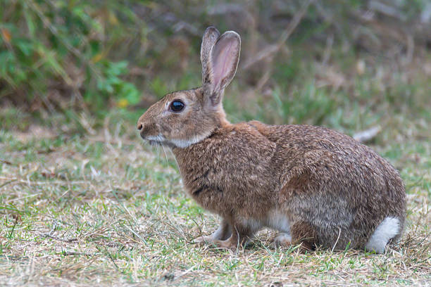 istock Wild European Rabbits in Australia (Oryctolagus cuniculus) 2252775699