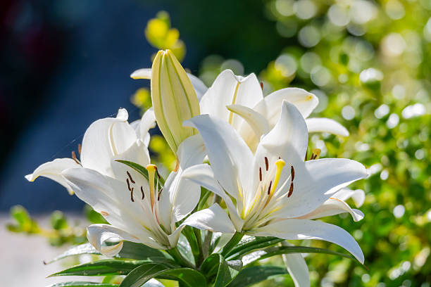 istock Madonna Lily flowers in bloom 2252775732