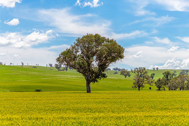 istock Fields and pastures around the Cowra region in Spring 2252775895