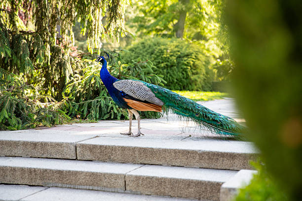 istock Peacock with a long tail. Bird walking in the park 2252775920