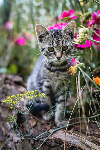 istock Close Up Tabby Kitten Portrait Outdoors 2252776164