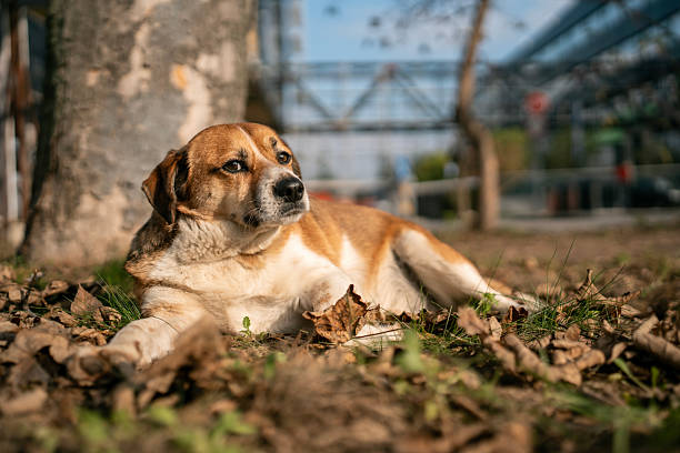 Sad homeless dog in summer meadow
