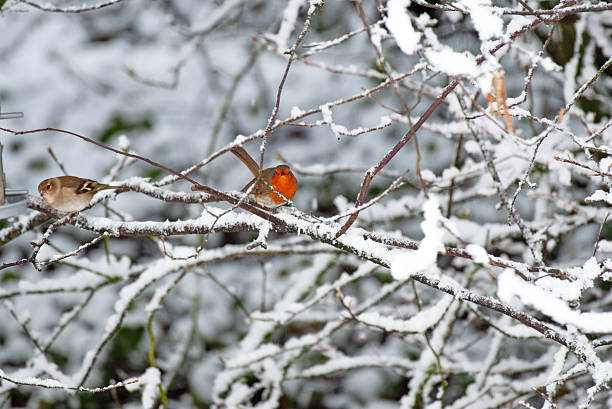 European Robin. Erithacus rubecula.