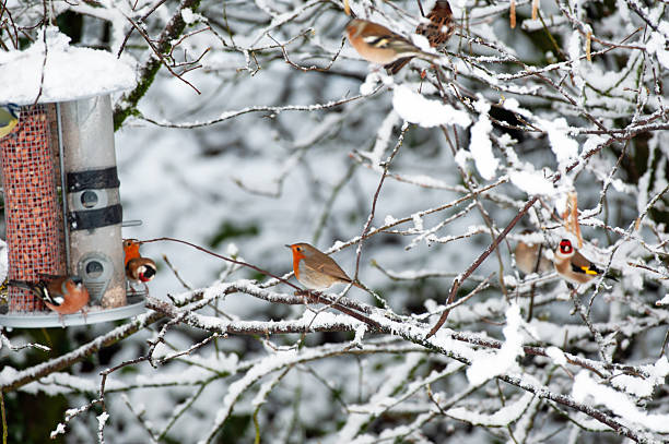 Little red Robin in the bird house, while its snowing