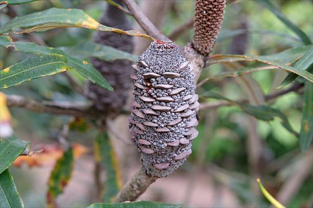 istock Banksia plagiocarpa Old Flower 2252781484