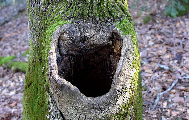 istock A hollow in a tree in the forest 2252781992