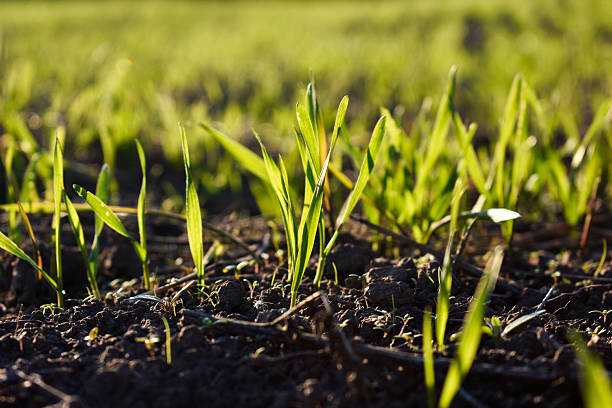 istock Fresh green plants break through the ground in a field under sunlight 2252782606