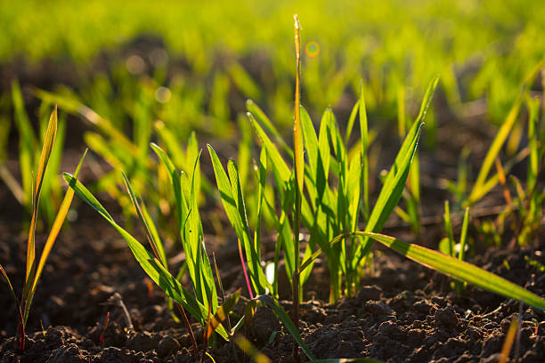 istock New grass appears in soil as sunlight shines down on the field 2252782624