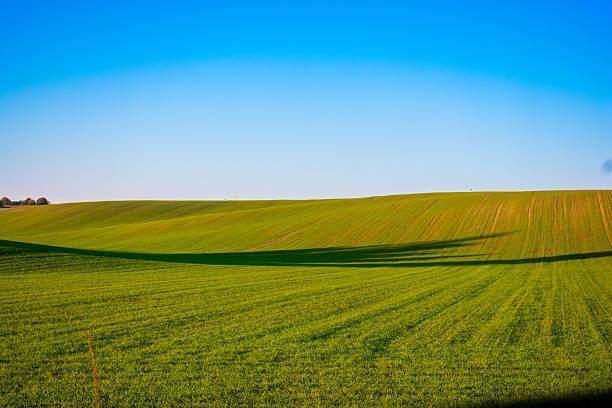 Sunny field of green grass extends under a bright blue sky with few clouds.