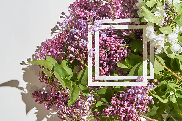 Fresh purple lilacs and white flowers with geometric frame on sunlit background.
