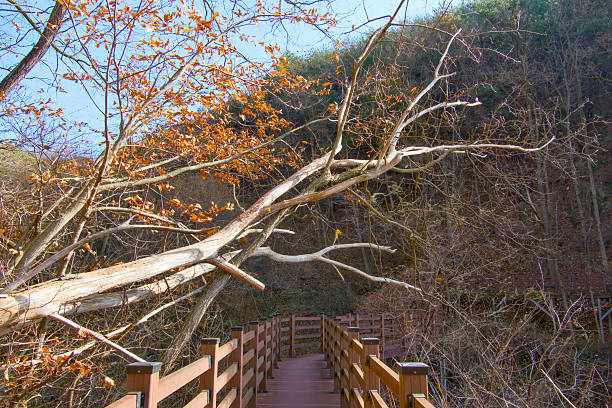 A falling tree met on the deck road along the autumn forest