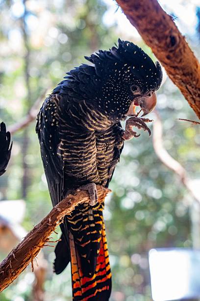 istock Red tailed black cockatoos perch calmly on a tree branch in bright natural daylight 2252788385