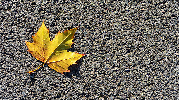 istock Autumn leaves on the asphalt pavement background 2252789052