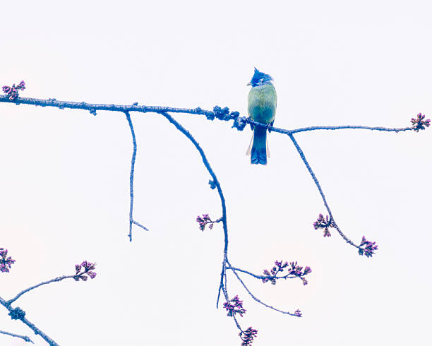 The crested finchbill (Spizixos canifrons) is a species of songbird in the bulbul family, Pycnonotidae.
