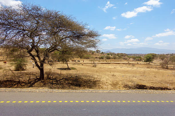 African background of arid land and leafless tree view from car window while passing on highway in Tanzania.