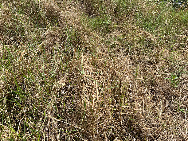 istock dry grass in nature garden 2252793547