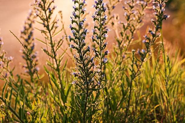 istock Wildflowers in golden sunlight 2252793707