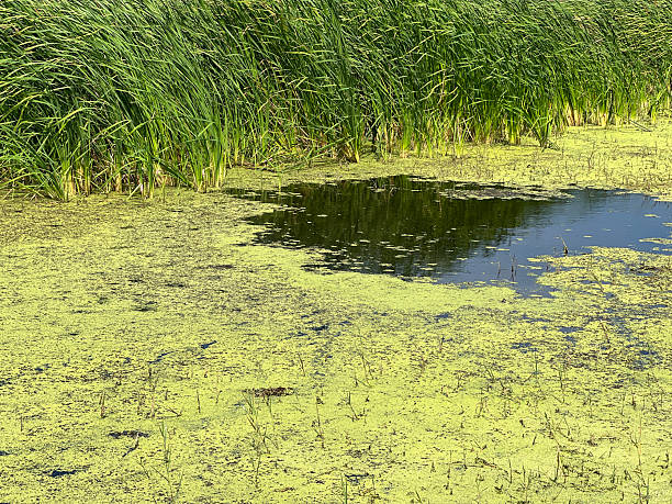 istock duckweed on the lake 2252795772