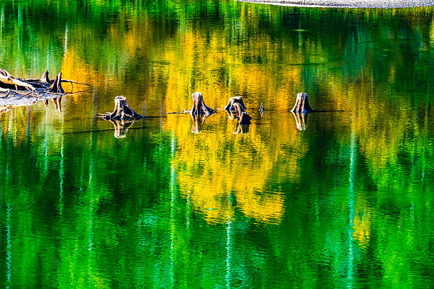 Colorful Rattlesnake Lake Yellow Green Autumn Reflection Abstract North Bend Washington. Lake is spring fed by nearby Cedar River. Autumn creates many colorful reflection abstracts from fall leaves.