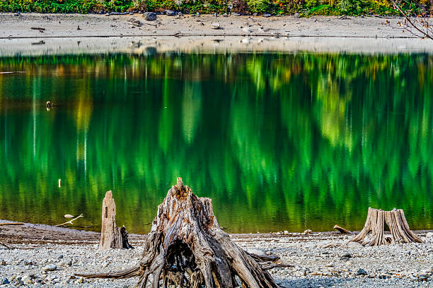 Colorful White Tree Trunks Rattlesnake Lake Reflection Abstract North Bend Washington. Lake is spring fed by nearby Cedar River. Autumn creates many colorful reflection abstracts from fall leaves.