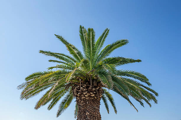 istock Palm trees in Jeju Island 2252801530