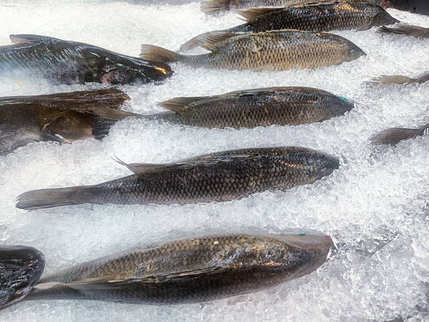 istock Fresh raw whole tilapia displayed on crushed ice. 2252803215