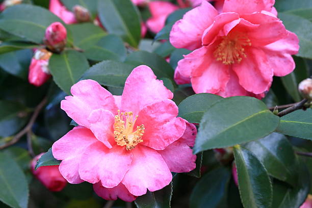 istock Camellia flowers blooming in early winter 2252804774