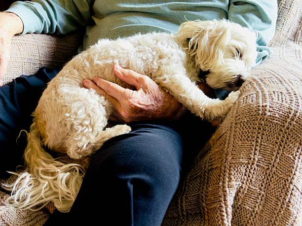 istock Maltese Dog Portrait 2252805051