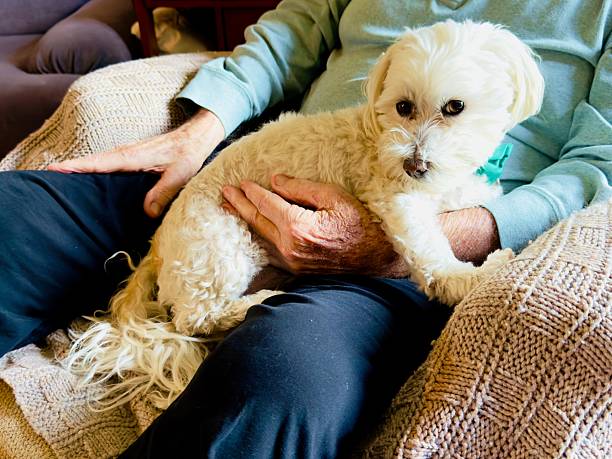istock Maltese Dog Portrait 2252805058