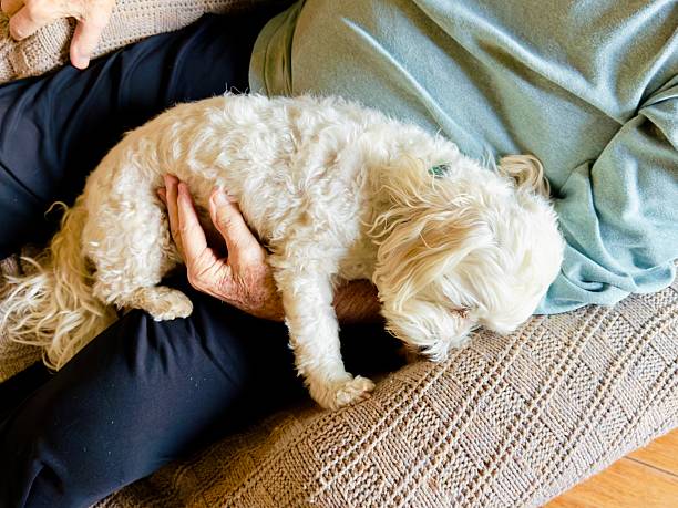 istock Maltese Dog Portrait 2252805060