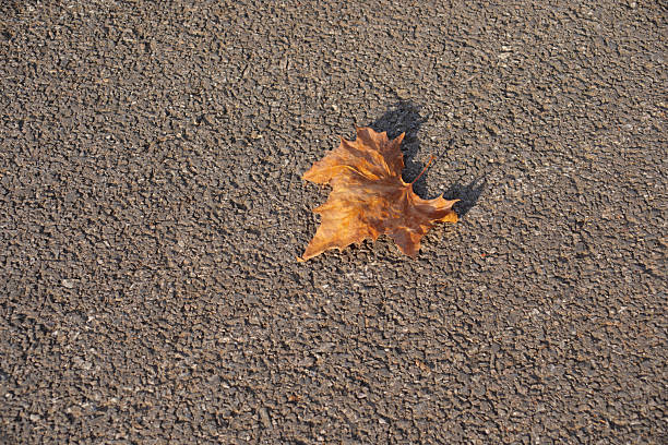 A top-down close-up view of a single, dried brown and orange sycamore (plane tree) leaf resting on a rough, gray asphalt road surface in direct sunlight, casting a small shadow.
