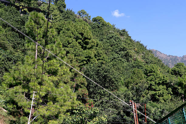 istock Green Hillside Forest with Pine Trees and Power Lines 2252807993