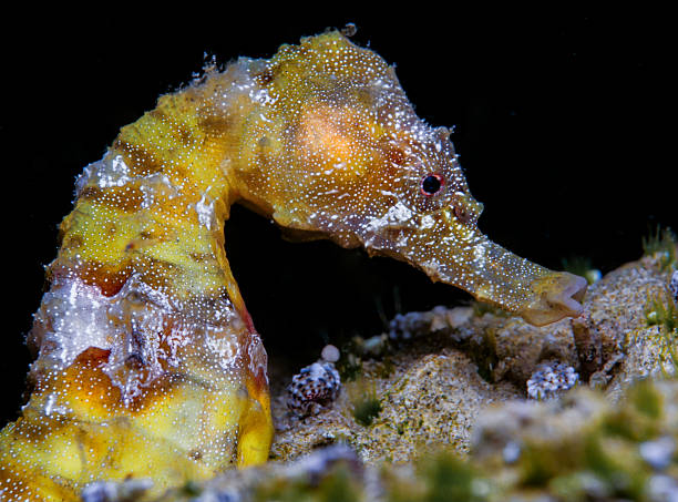 istock Portrait of a sea pony 2252808697