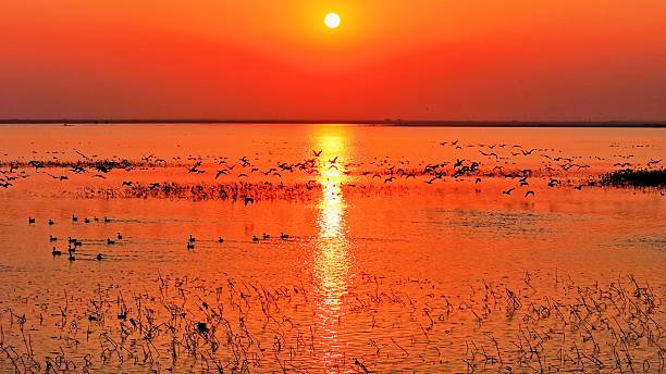istock A flock of migratory birds flying at sunset 2252808761