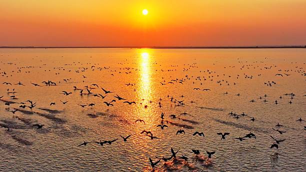 istock A flock of migratory birds flying at sunset 2252808821