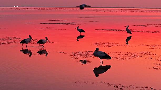 istock Oriental white storks in the water at sunset 2252808878