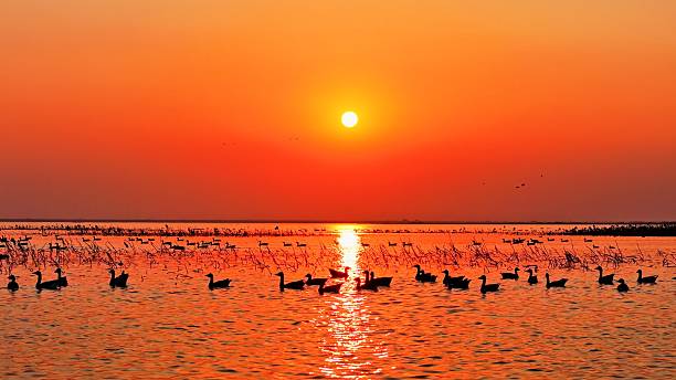 istock A flock of migratory birds flying at sunset 2252808889