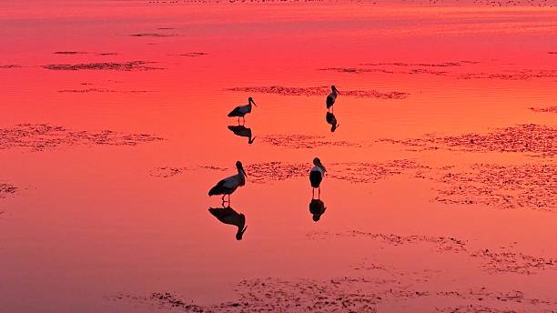 istock Oriental white storks in the water at sunset 2252808904