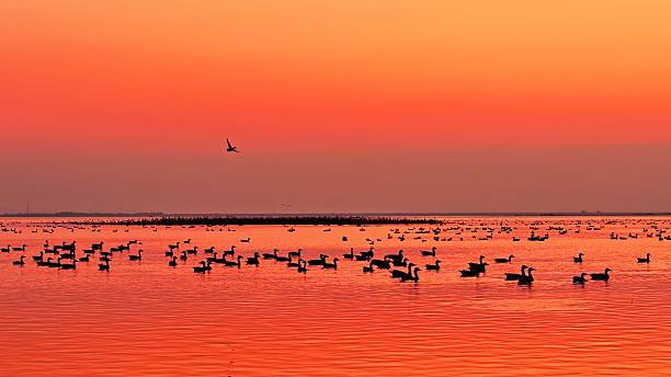 istock A flock of migratory birds flying at sunset 2252808916