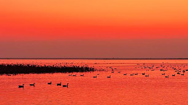 istock A flock of migratory birds flying at sunset 2252808943