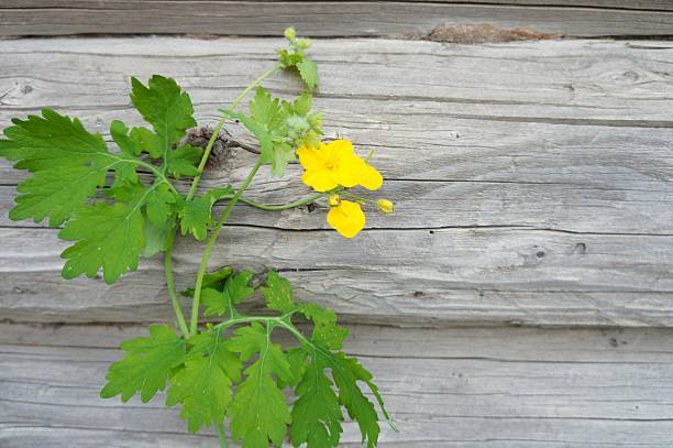 a bush of flowering celandine