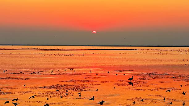 istock A flock of migratory birds flying at sunset 2252809243