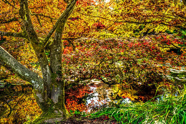 istock Colorful Autumn Maple Tree Water Van Dusen Garden Vancouver Canada 2252809534
