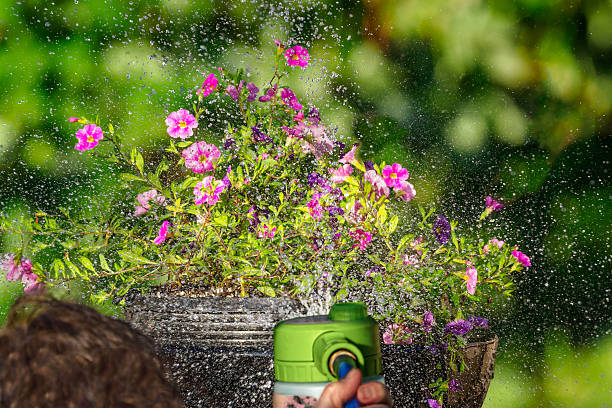 Closeup picture of brilliant red flowers being watered