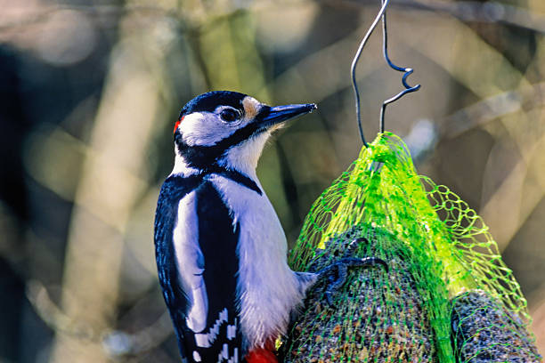 Close up at a Great spotted woodpecker on bird feeder