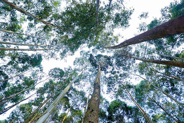 A low-angle view looking up at tall eucalyptus trees forming a dense canopy in a forest. The image documents plantation forestry and its impact on rural landscapes, highlighting environmental patterns, land use, and human interaction with natural resources.