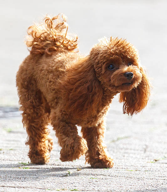 A brown poodle is walking on a sidewalk. The dog has a fluffy tail and is looking at the camera