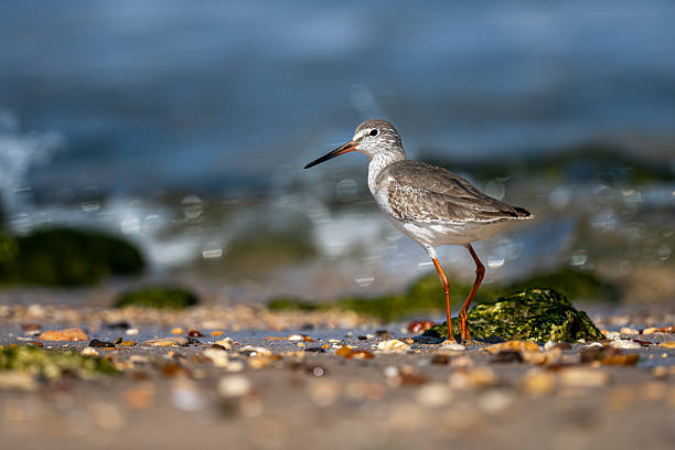 istock Common Redshank, Tringa totanus, Sur, Oman 2252812941