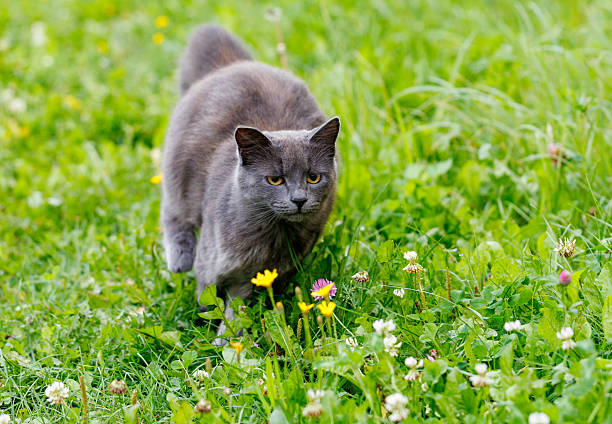 A grey cat is walking through a field of flowers. The cat is looking at the camera. The flowers are yellow and white