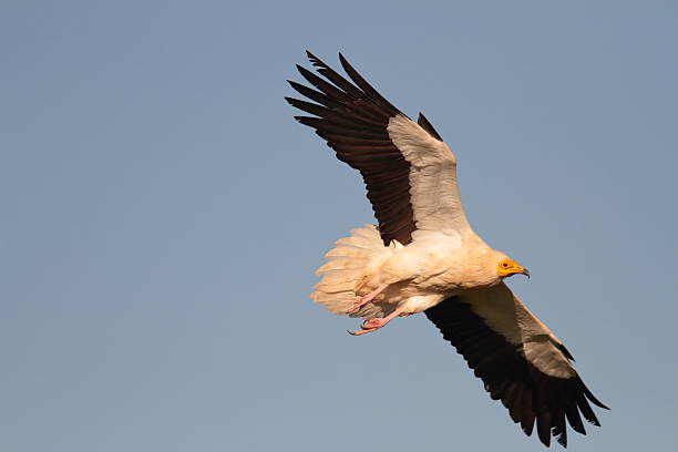 istock Egyptian vulture Neophron percnopterus flying towards a tree 2252814223